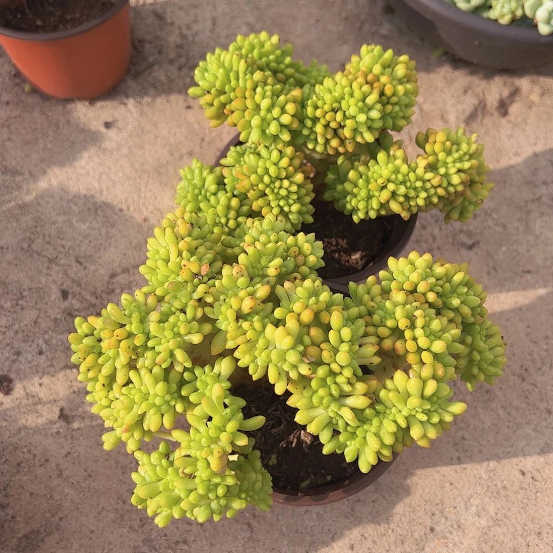 春萌缀化整装整群两盆