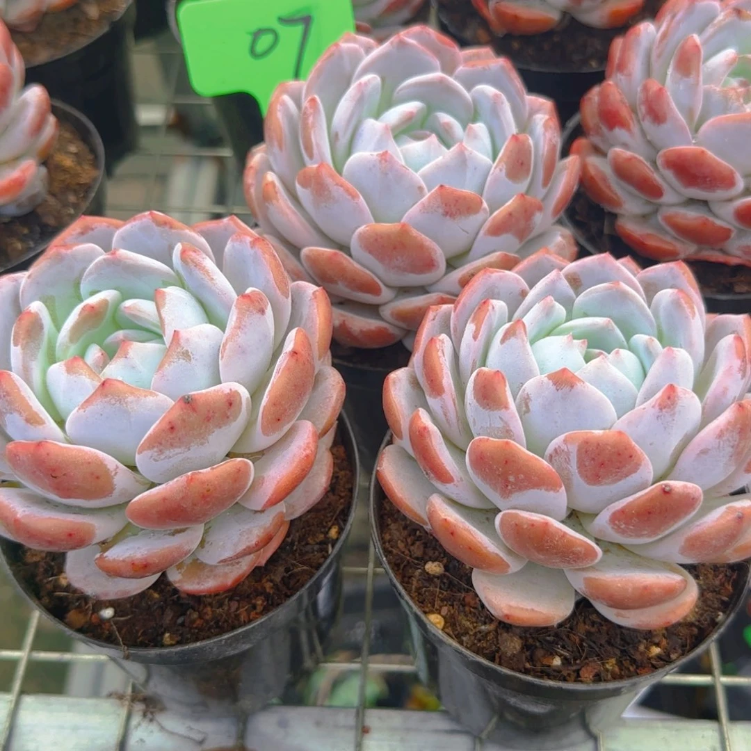 组合套餐编号7号