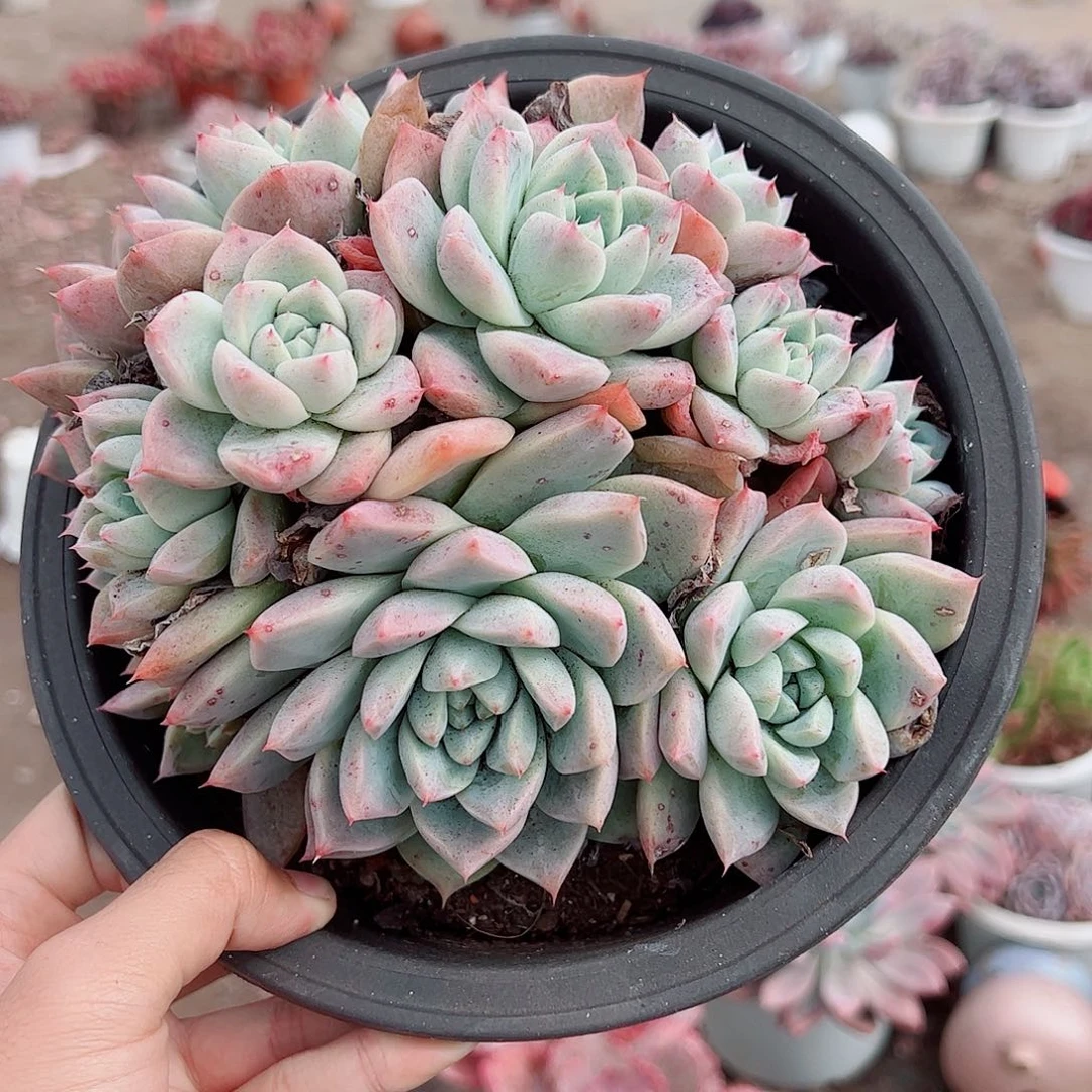 冰山美人多头群生精品特价