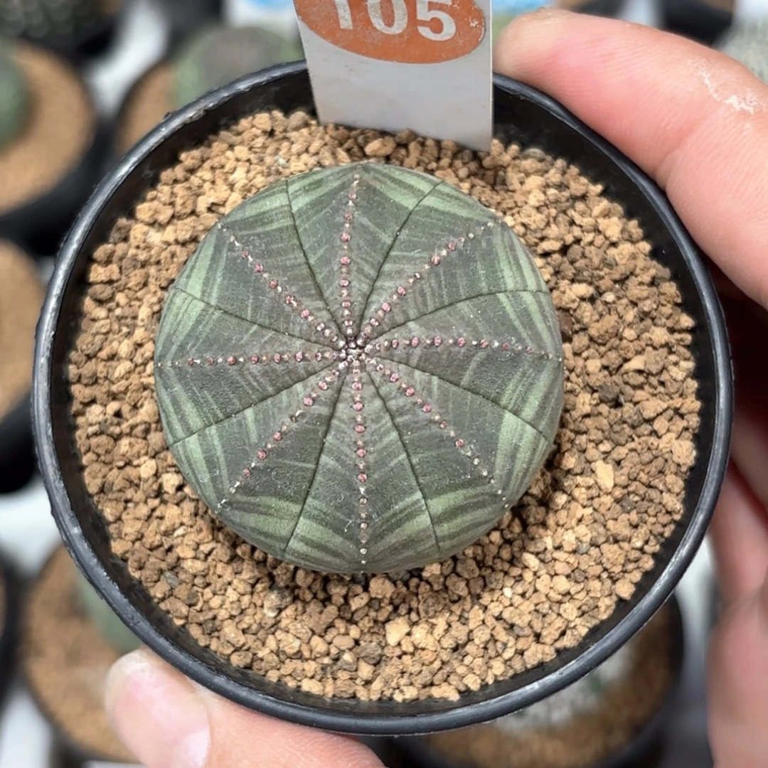 185实生布纹球带盆带土