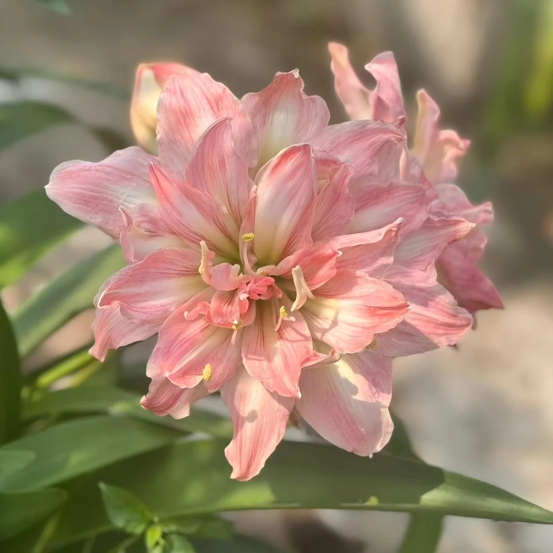 朱顶红种球【桃花仙子】小苗自然球-重瓣包对版-
