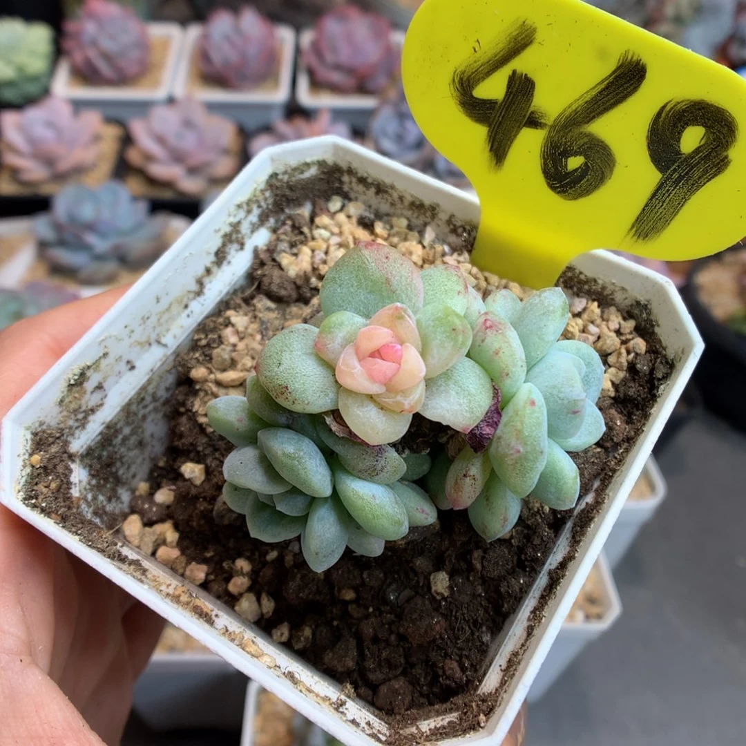 469三头冰玉石化多肉植物