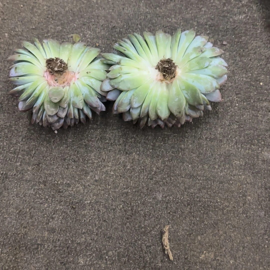 月*多肉植物一物一拍