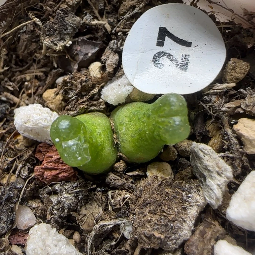 小葫芦双头多肉植物27