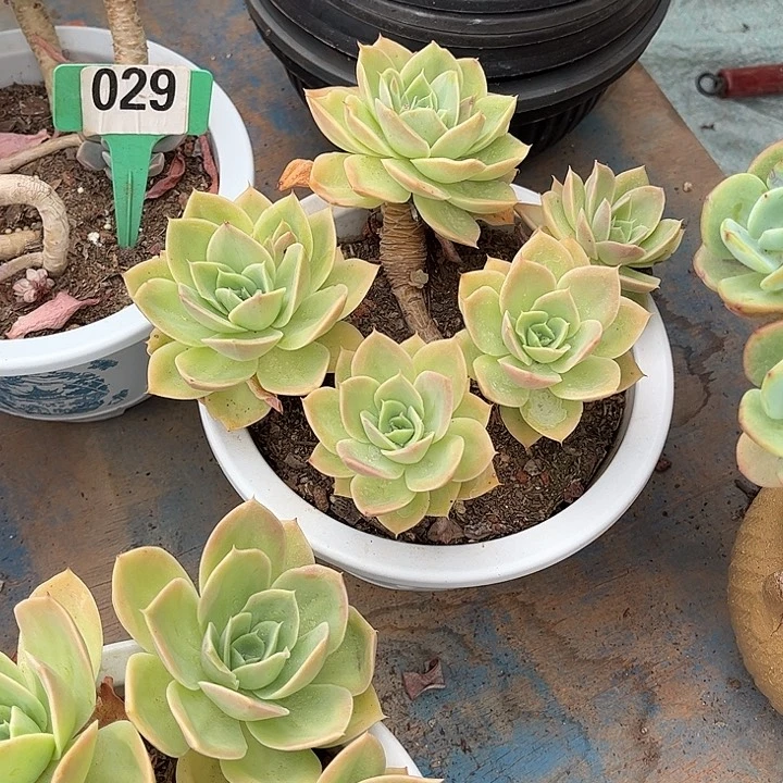 星***星拿塔多肉植物保护029
