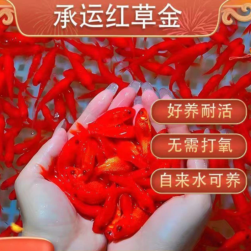 福利【40条红草金鱼】冷水观赏鱼好养耐活适合新手包损好看
