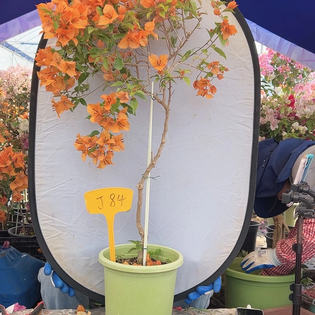 龍***3大部分花苞少量开放J84橙桑巴