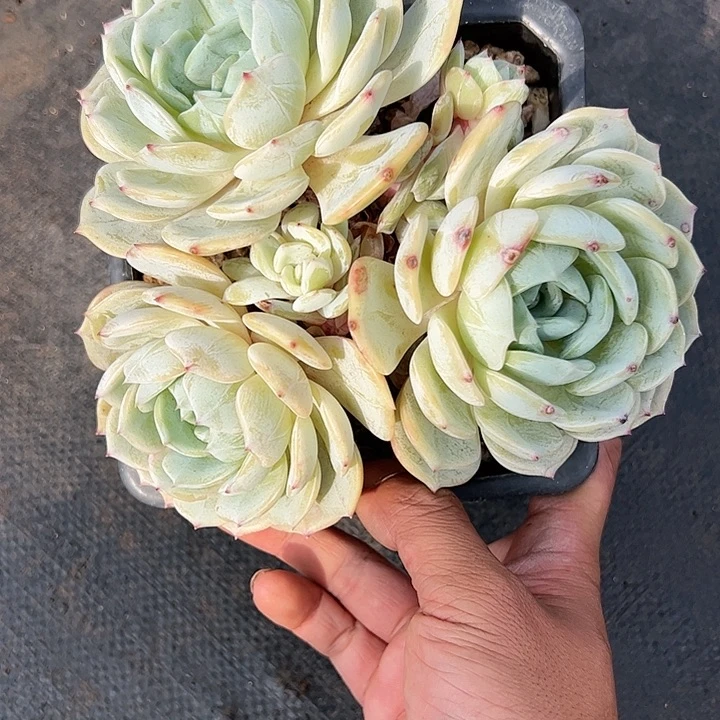 【闪购商品】下播福利