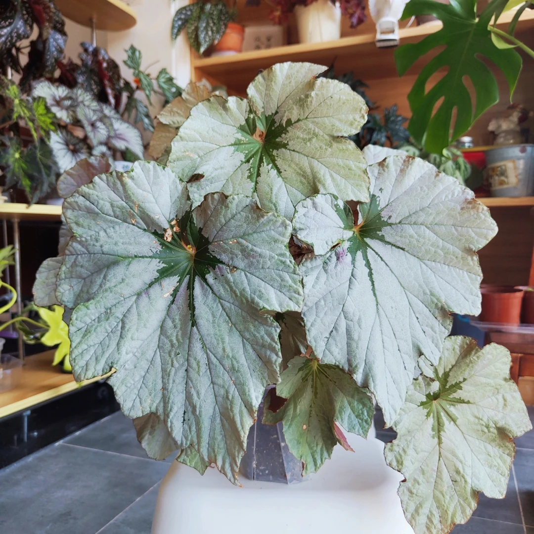 微风胭脂秋海棠室内绿植盆栽原土原盆发货好看好养