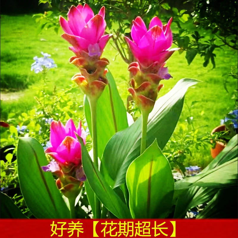 姜荷花大盆带花原盆原土