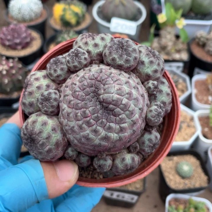 993大盆红丽丸仙人球