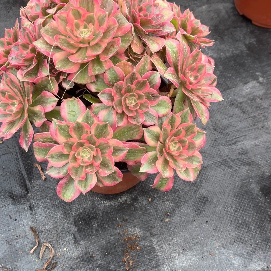 懂*初恋老桩手捧23福利