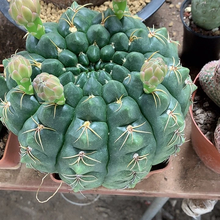 永*3333333333333