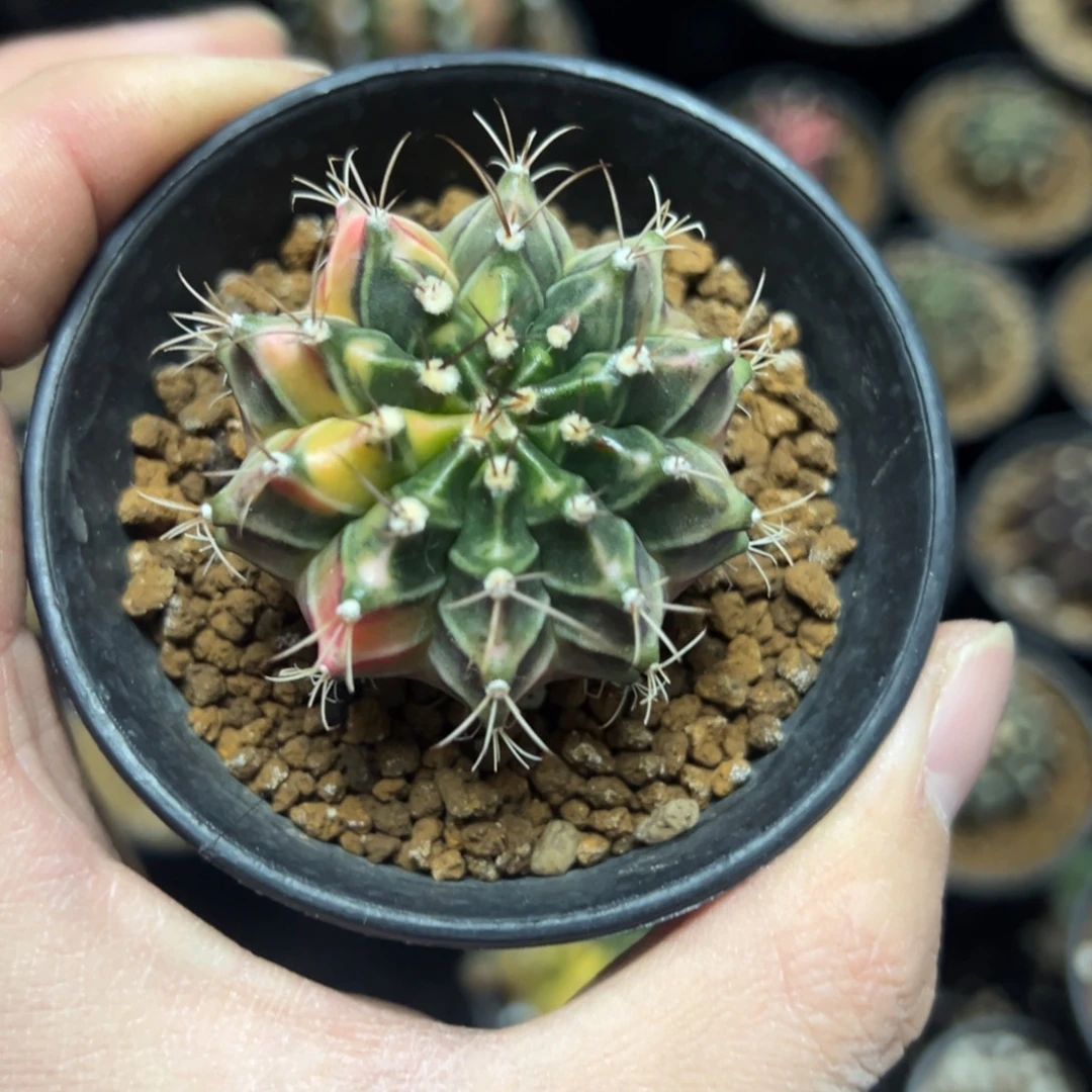 米哈锦侧芽自根带盆土发货1