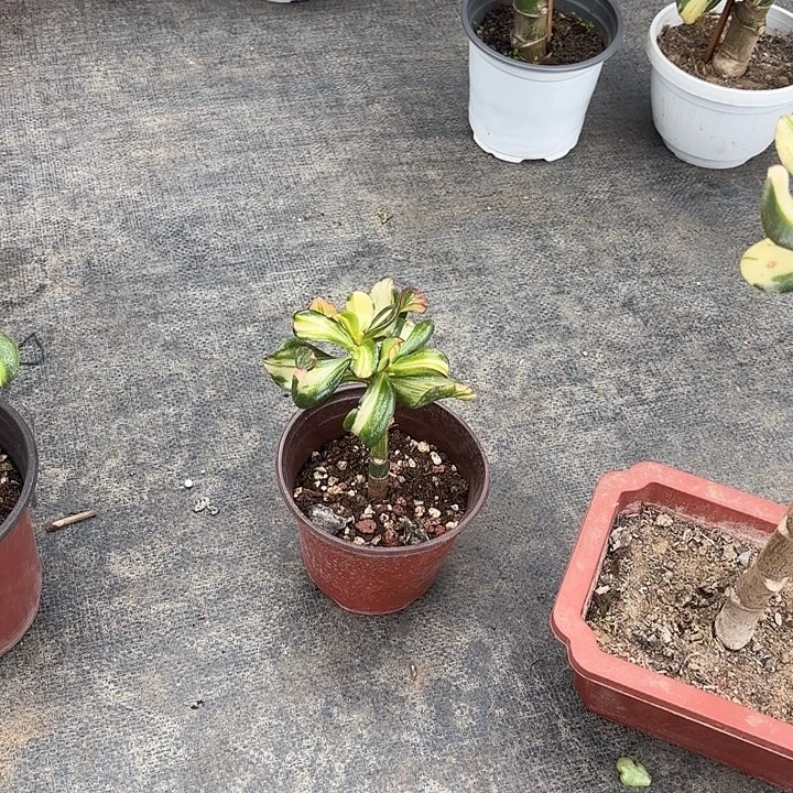 ℡***年当前无花栽培后可以开花卷叶