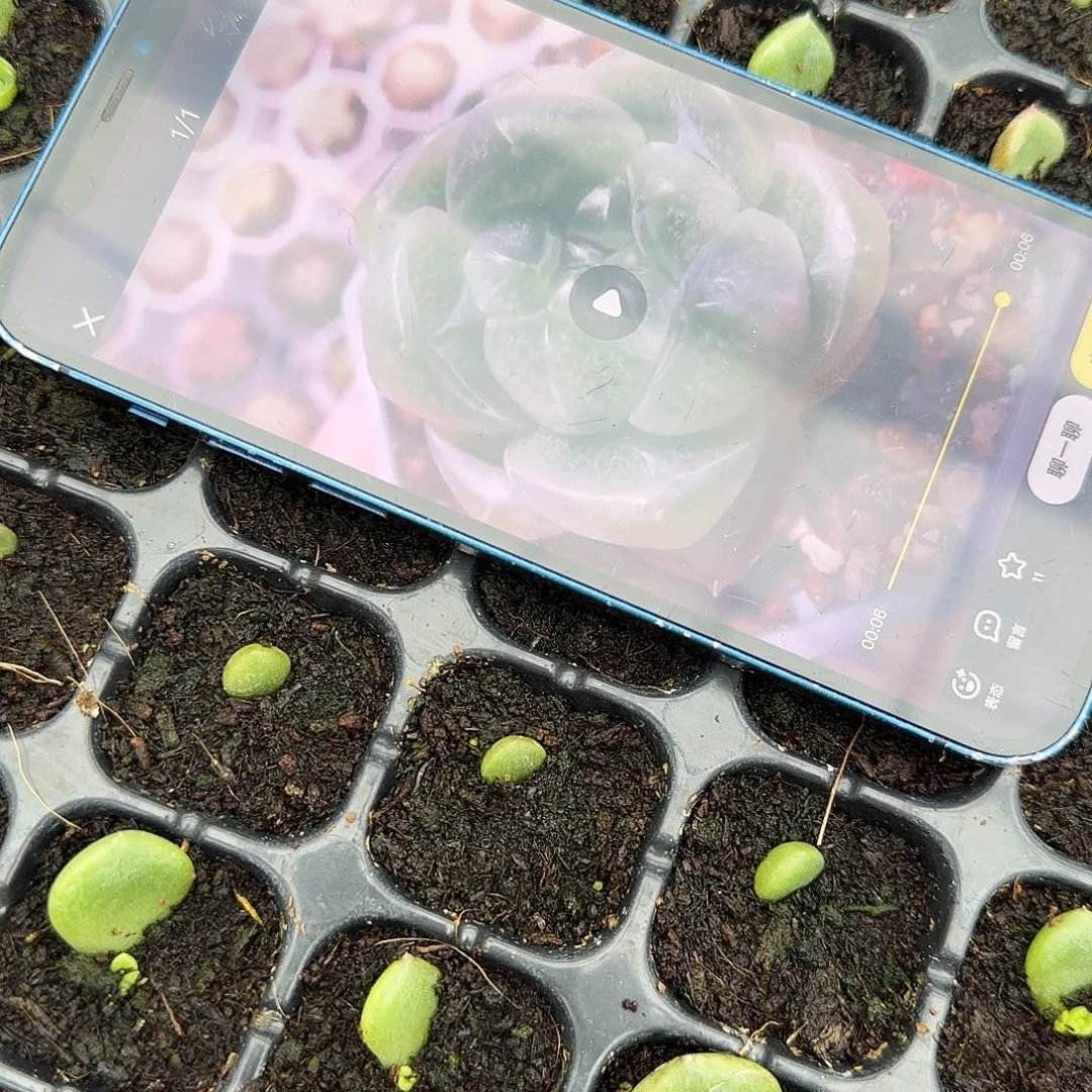 真棒2 芝麻一个满25包邮