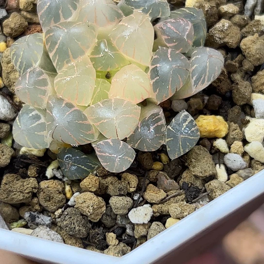 M***王糊冰灯锦十二卷多肉