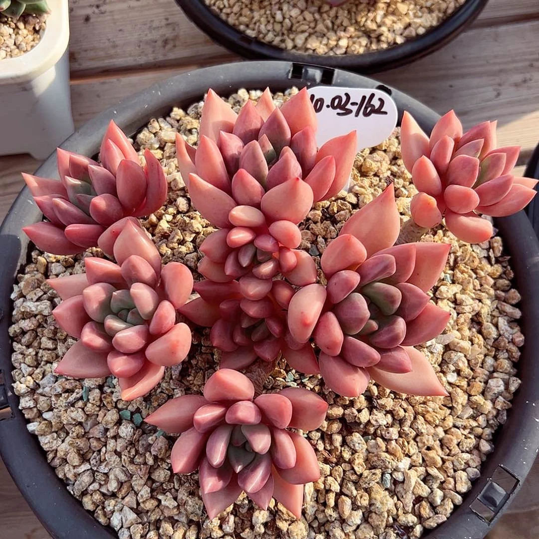 1003-162初音老桩。。。