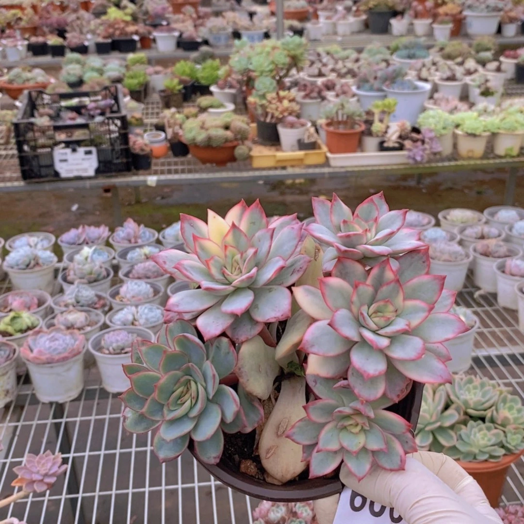 6001月光美人锦一物一拍