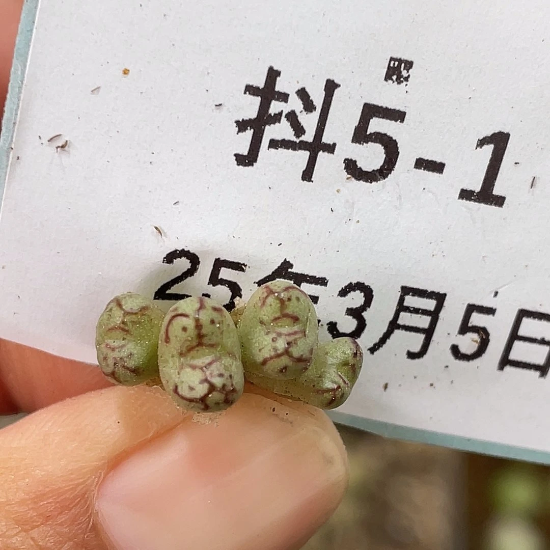 5-1小t多肉植物肉锥