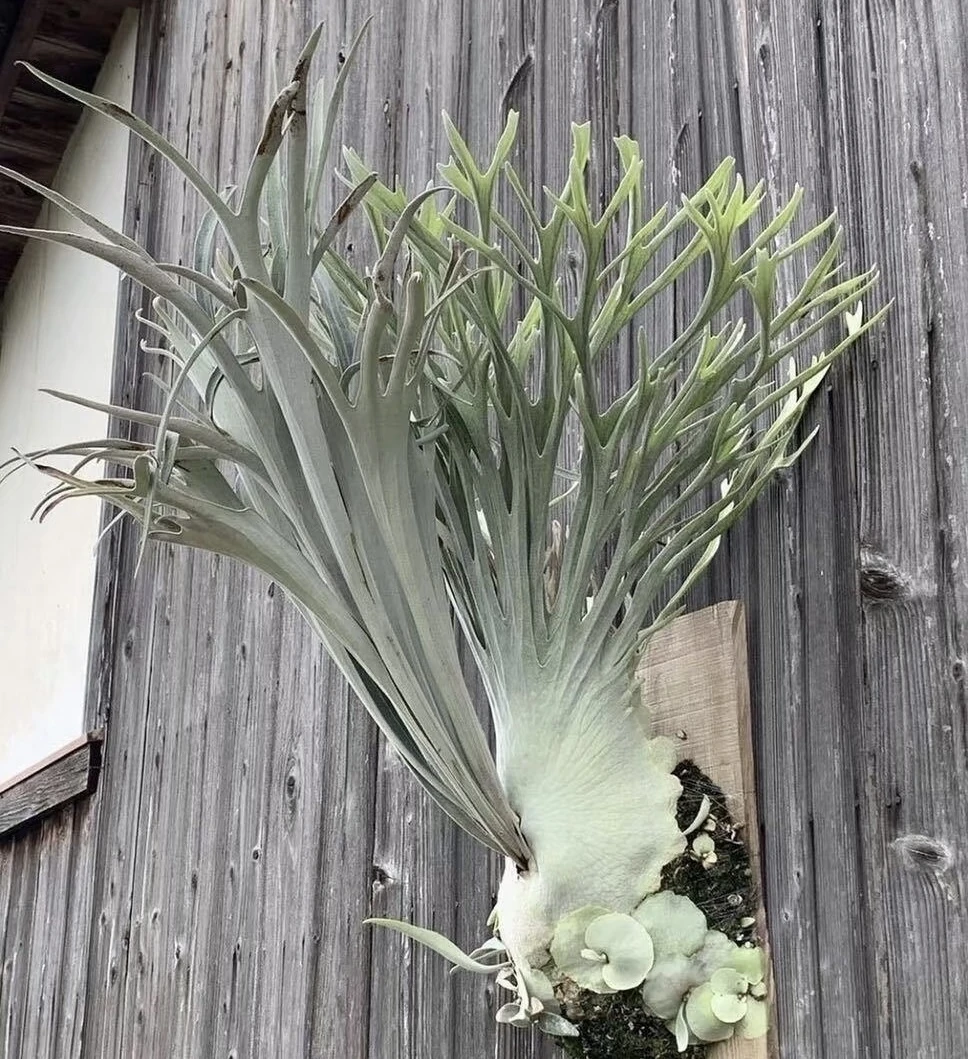 澳银鹿角蕨孢子苗8cm盆苗