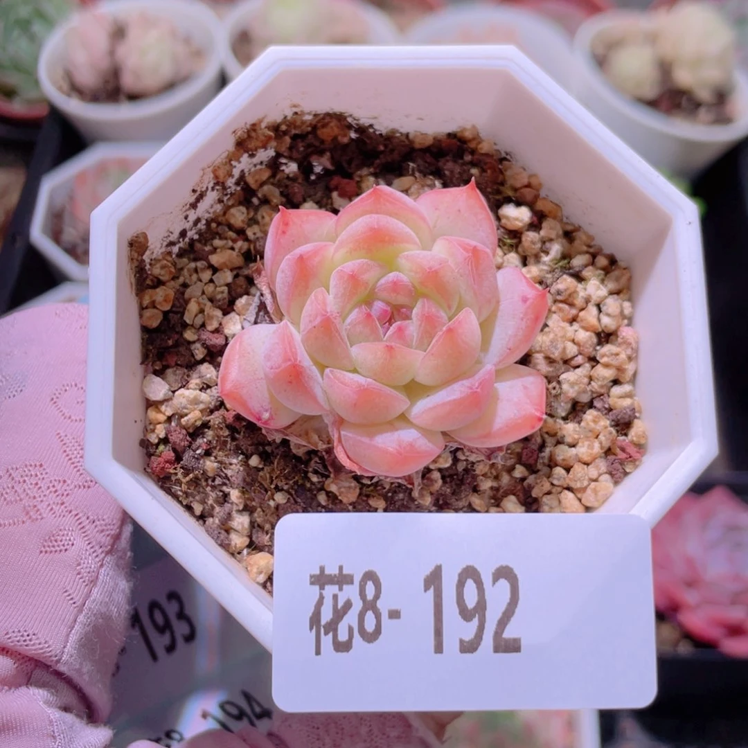 花利美8-192白桃汽水