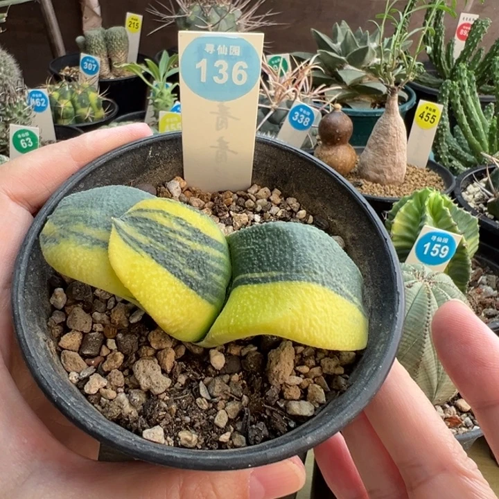 军佩卧牛锦一棵仙人球