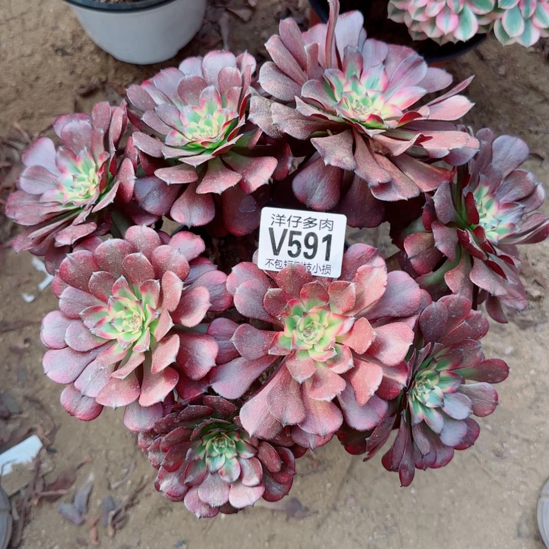 美姬法师591冠幅25