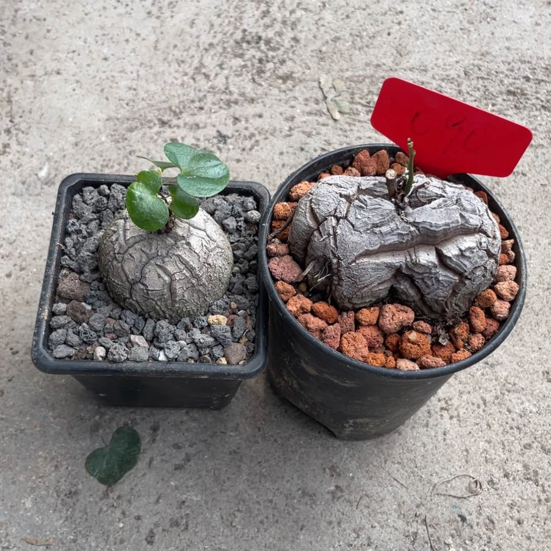 Z*b客户专拍，龟甲龙