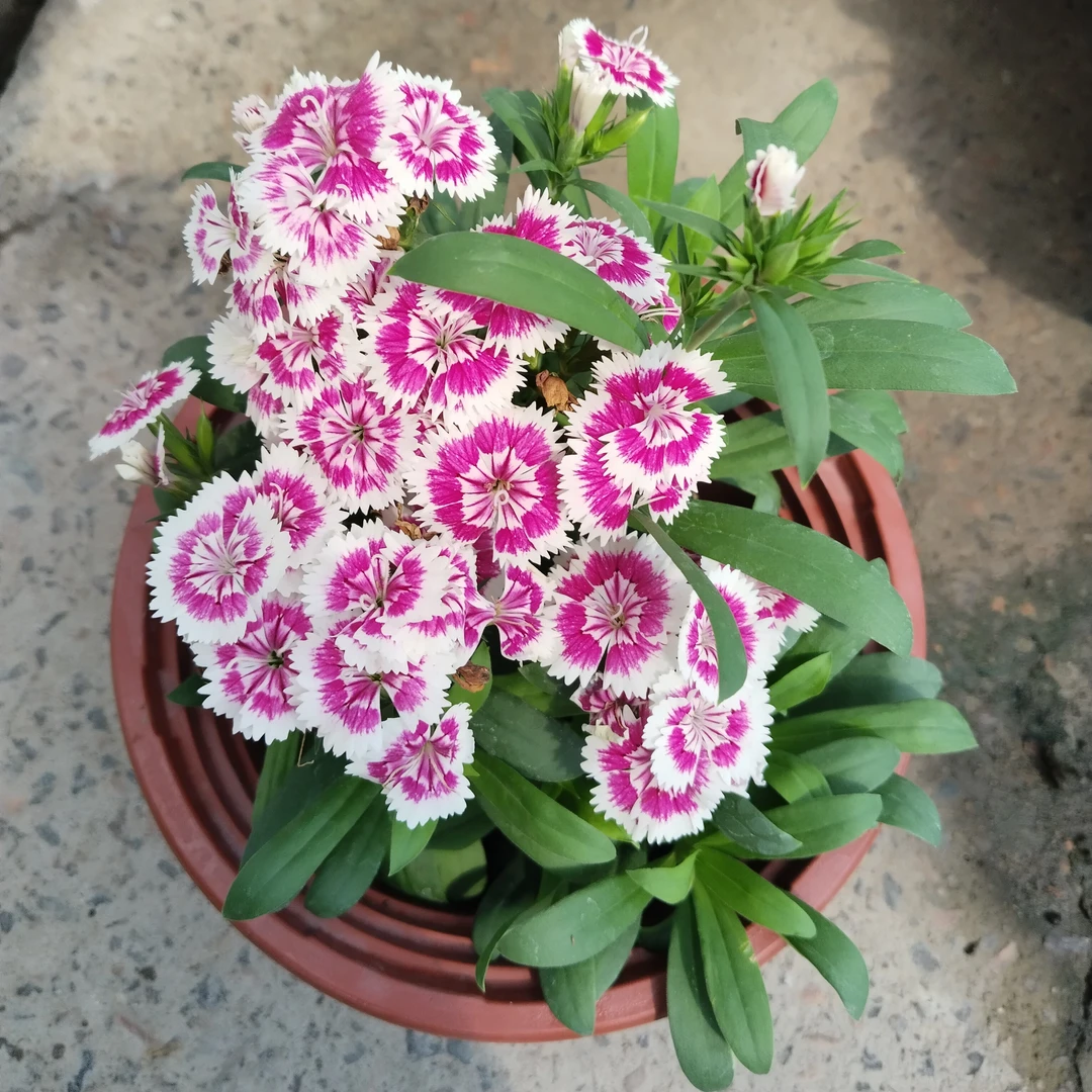 五彩石竹花盆栽苗室内外耐热耐晒阳台庭院植物喜庆趣味好养易生长