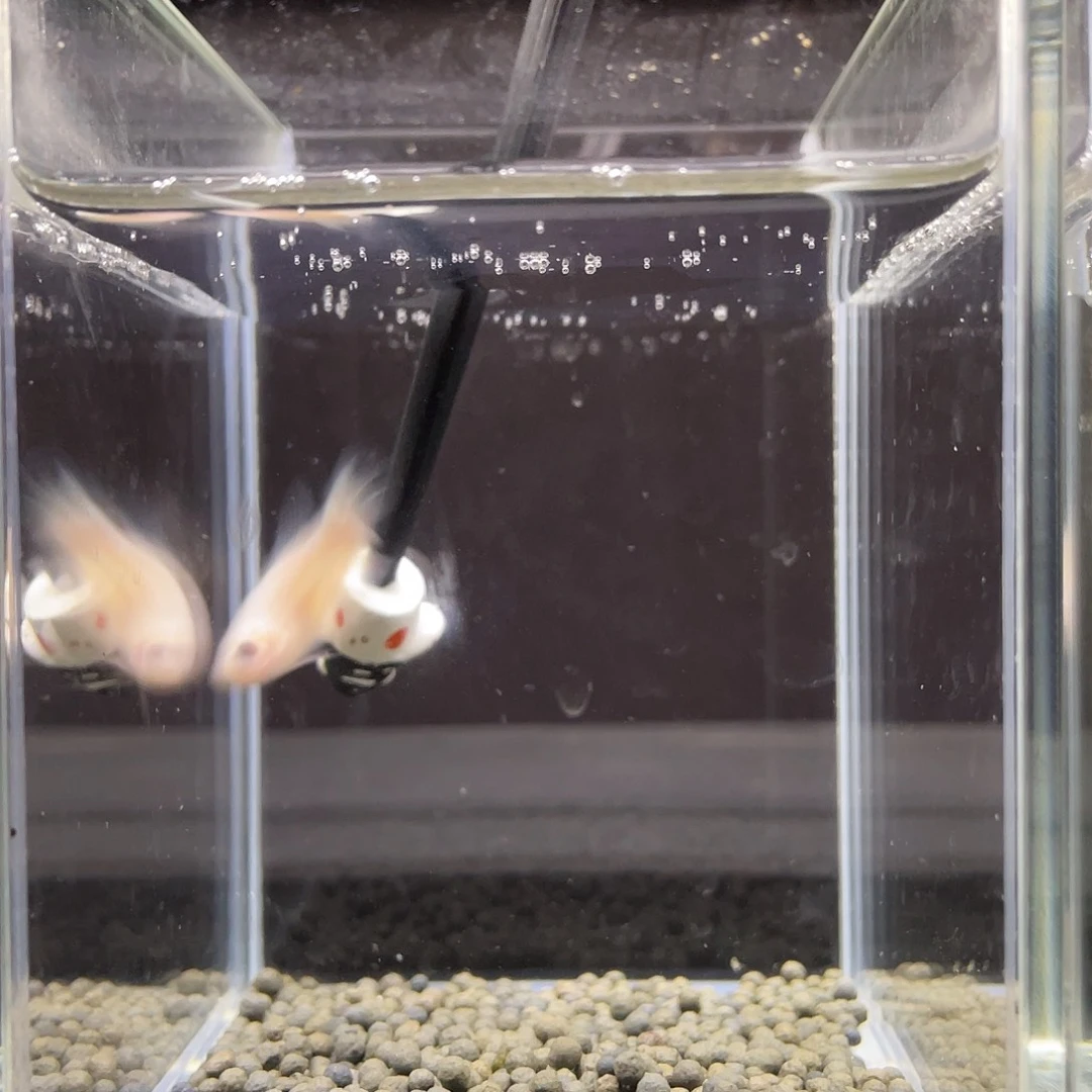 斗鱼7号冰蓝尾koi 母