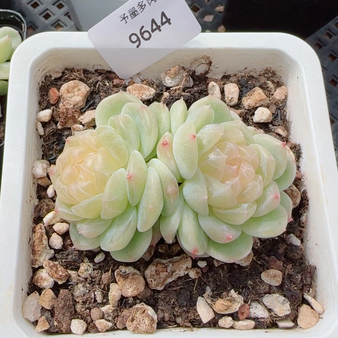 泼天富贵，9644多肉植物