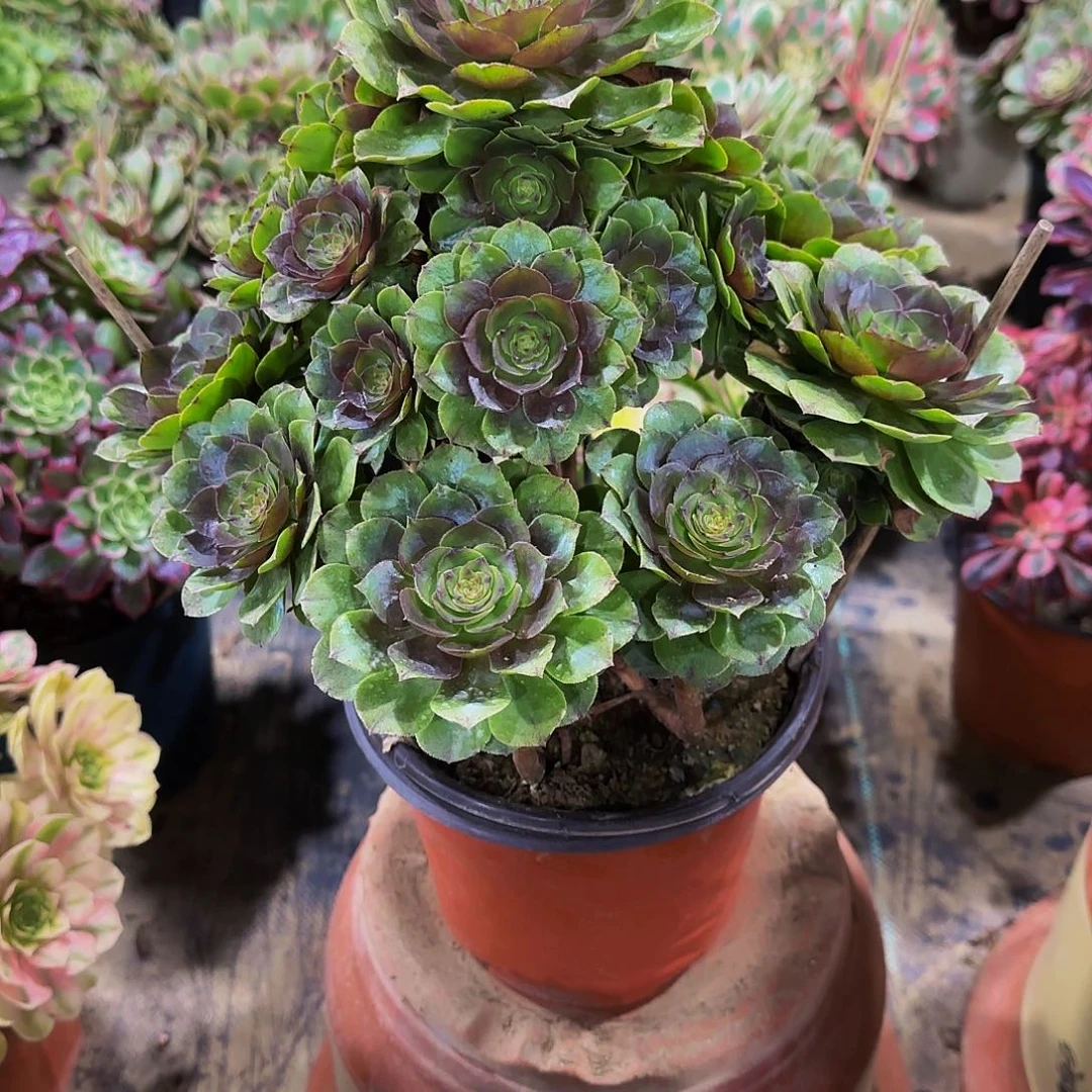 老庄万拉丝法师40.8