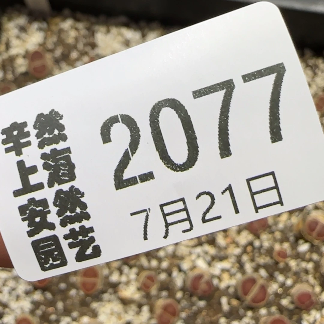 超***球7.21。。红窗菊。。。2077