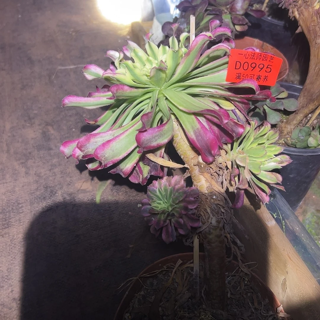 0995多肉植物、仙墨老桩、有砍
