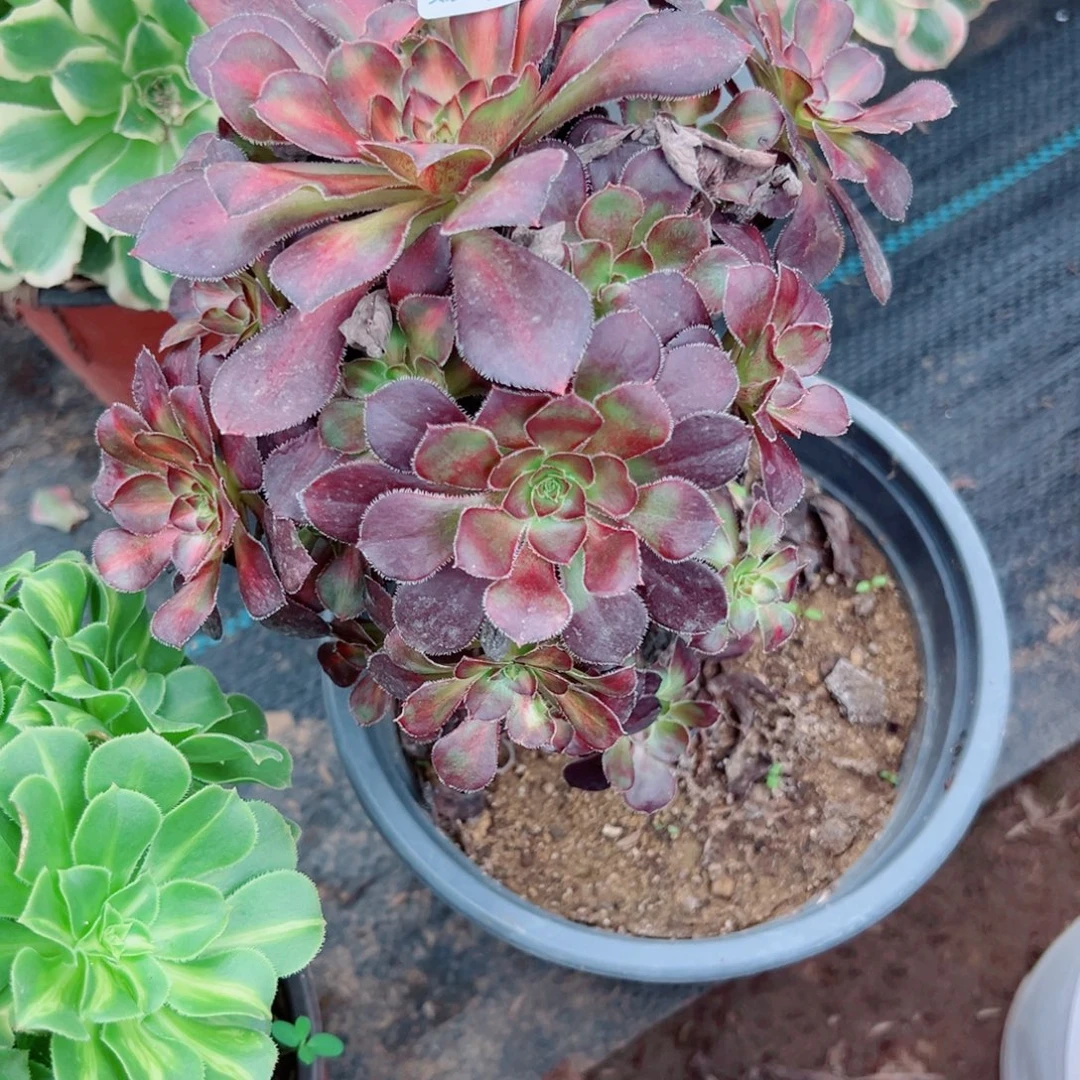 菊***子350蝴蝴多肉植物法师