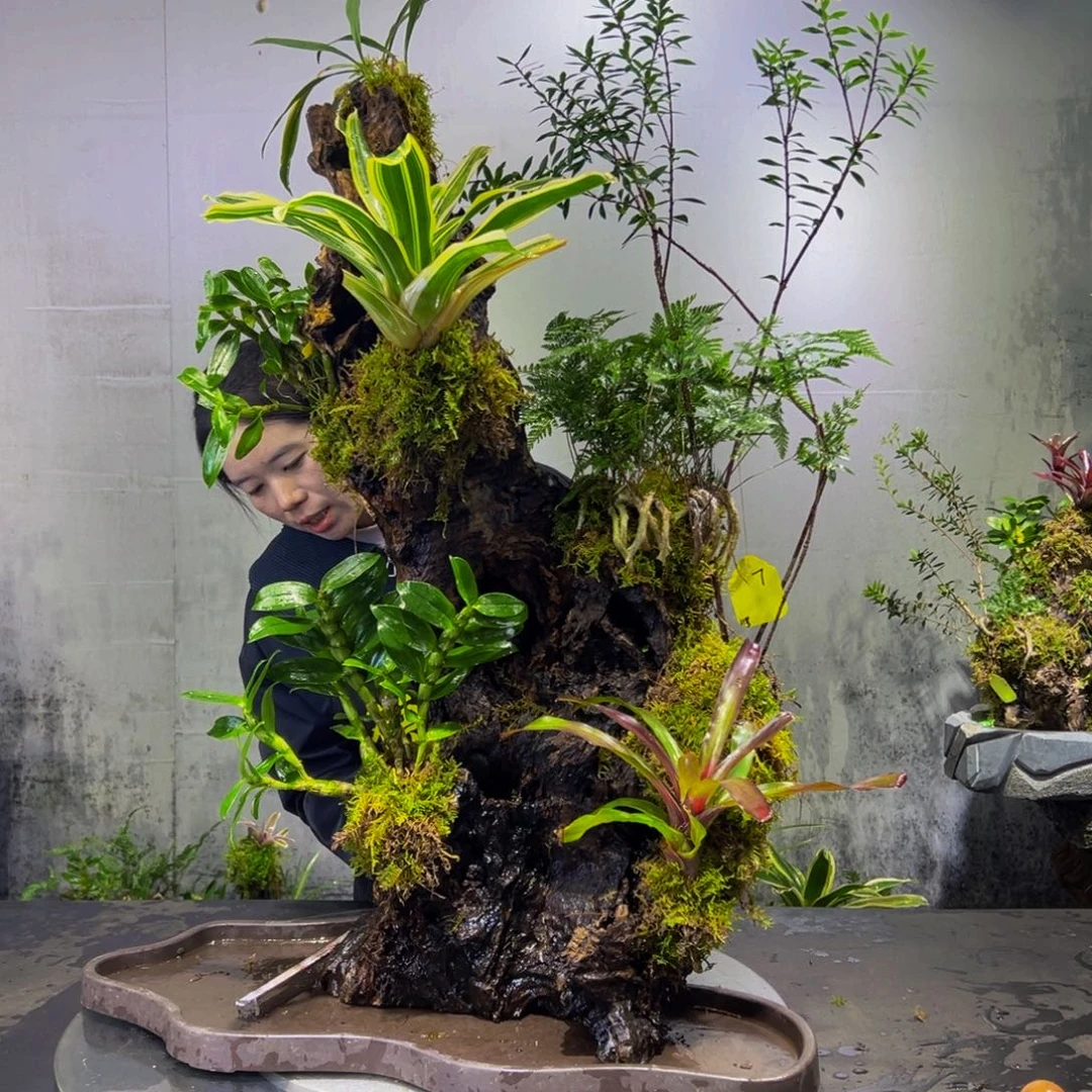 无花朵九色木，室内风化木绿植，一木一景！
