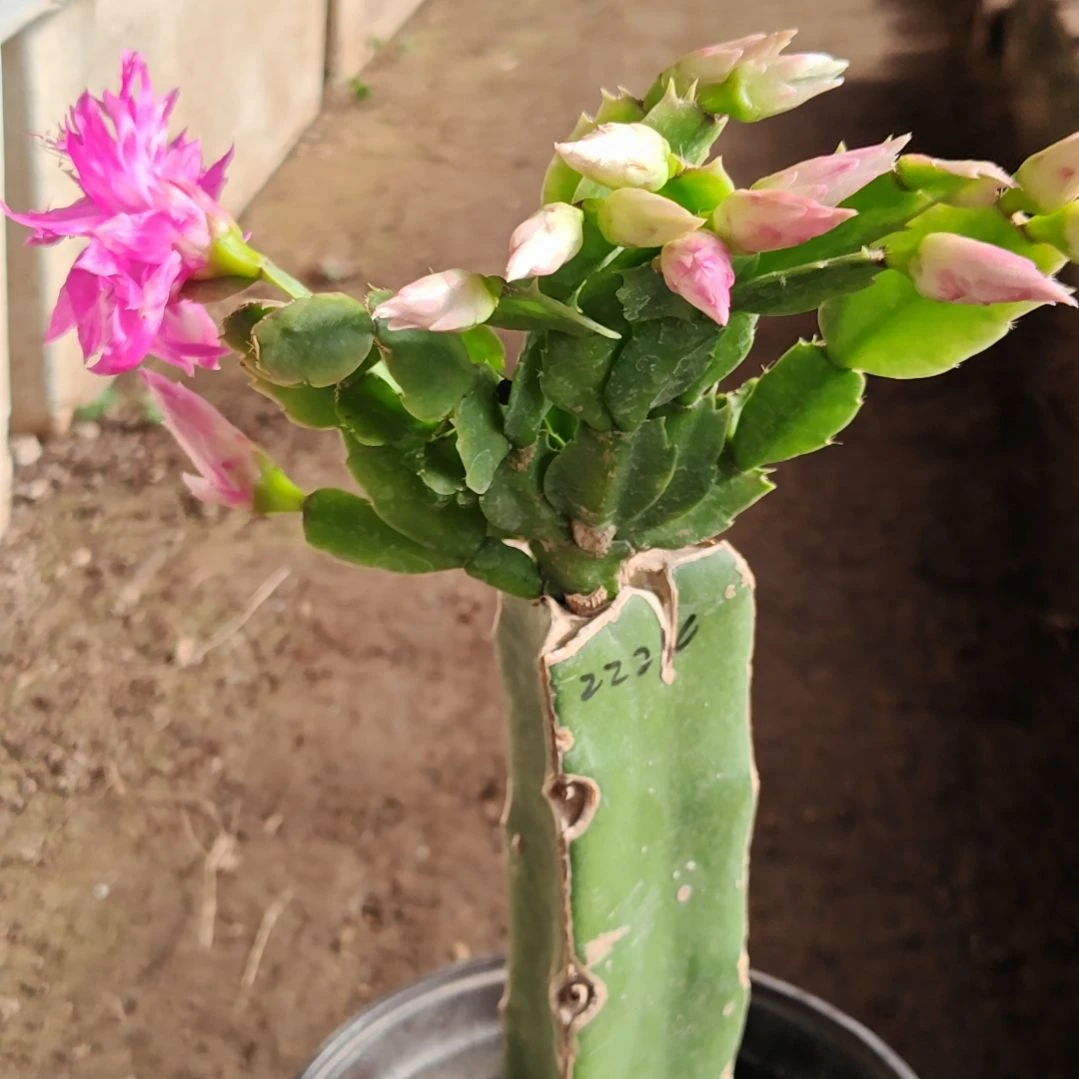 2224紫重瓣脱土脱盆易掉芽苞315