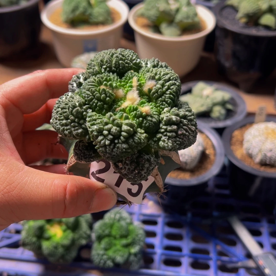 无花朵215大尤菜花7.9cm