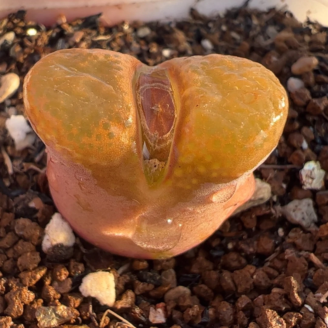 橘风铃多肉植物百科785