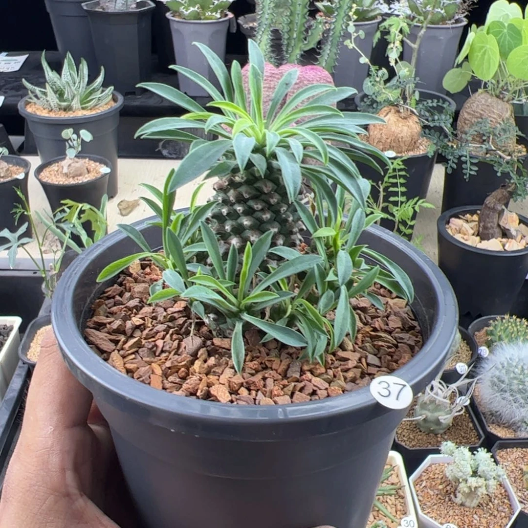 铁甲麒麟大戟一物一拍脱土发