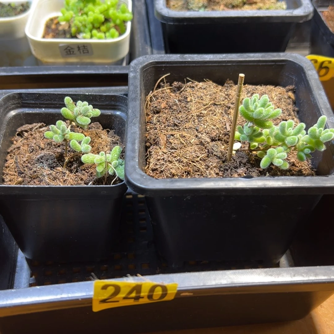 枝干番杏多肉植物240
