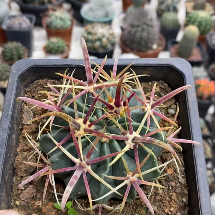 实生宽刺日出特价