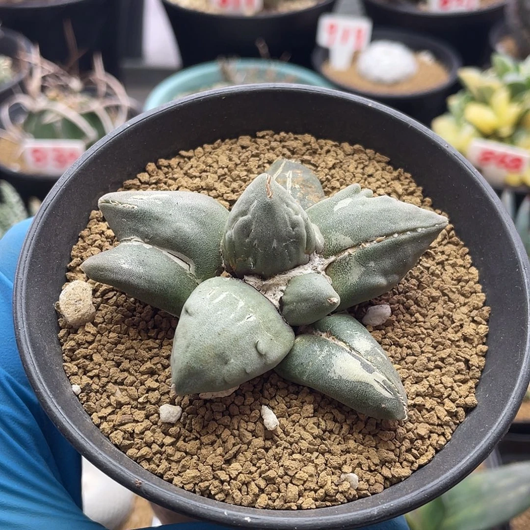 蛋尤变异牡丹仙人球