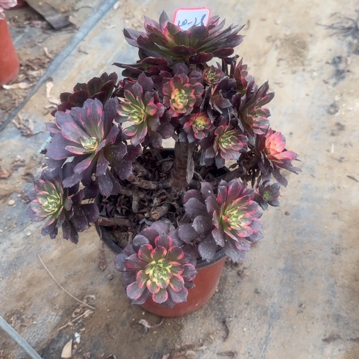 20-27艳艳有断肢处理不包售后