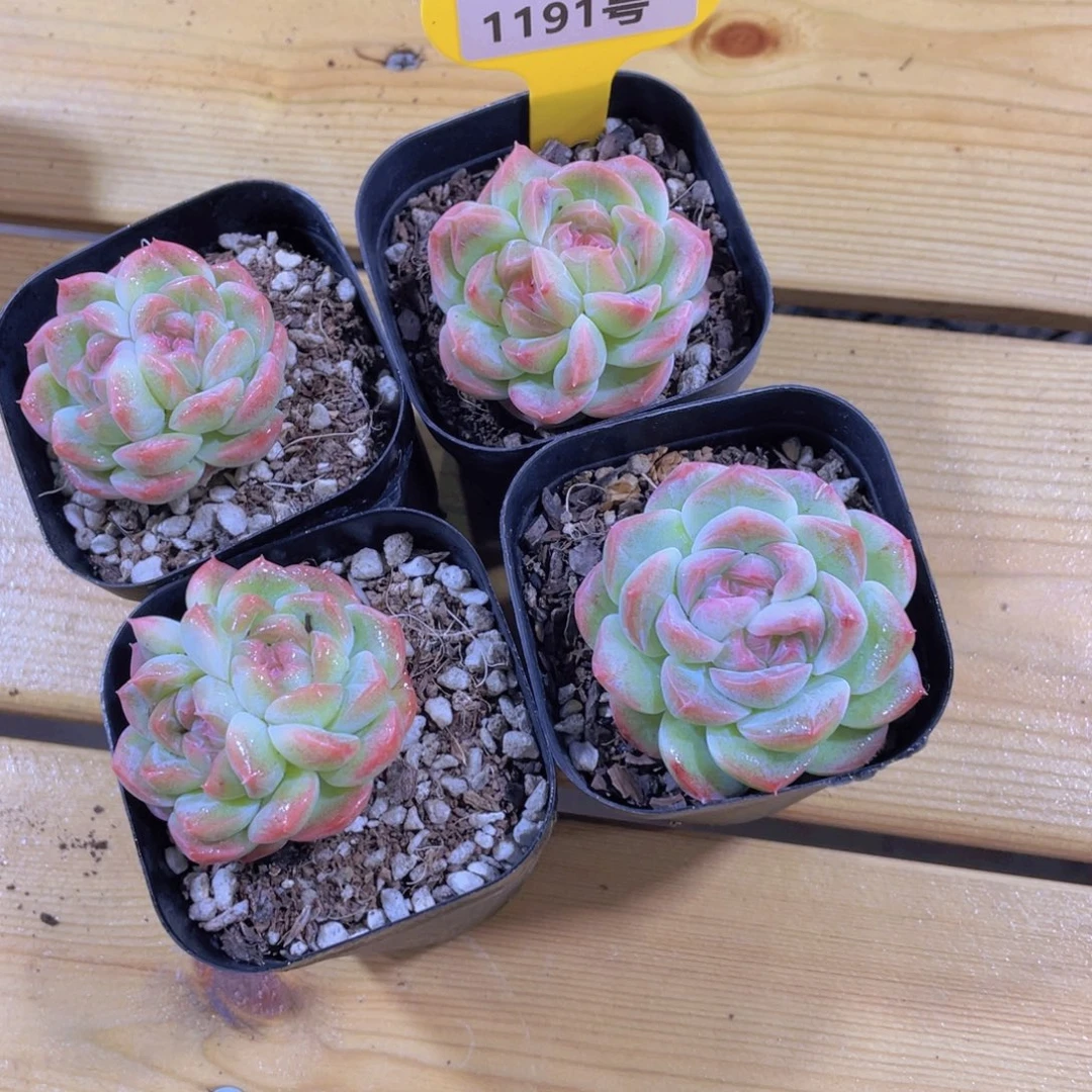 1191号 分双心白桃汽水一颗