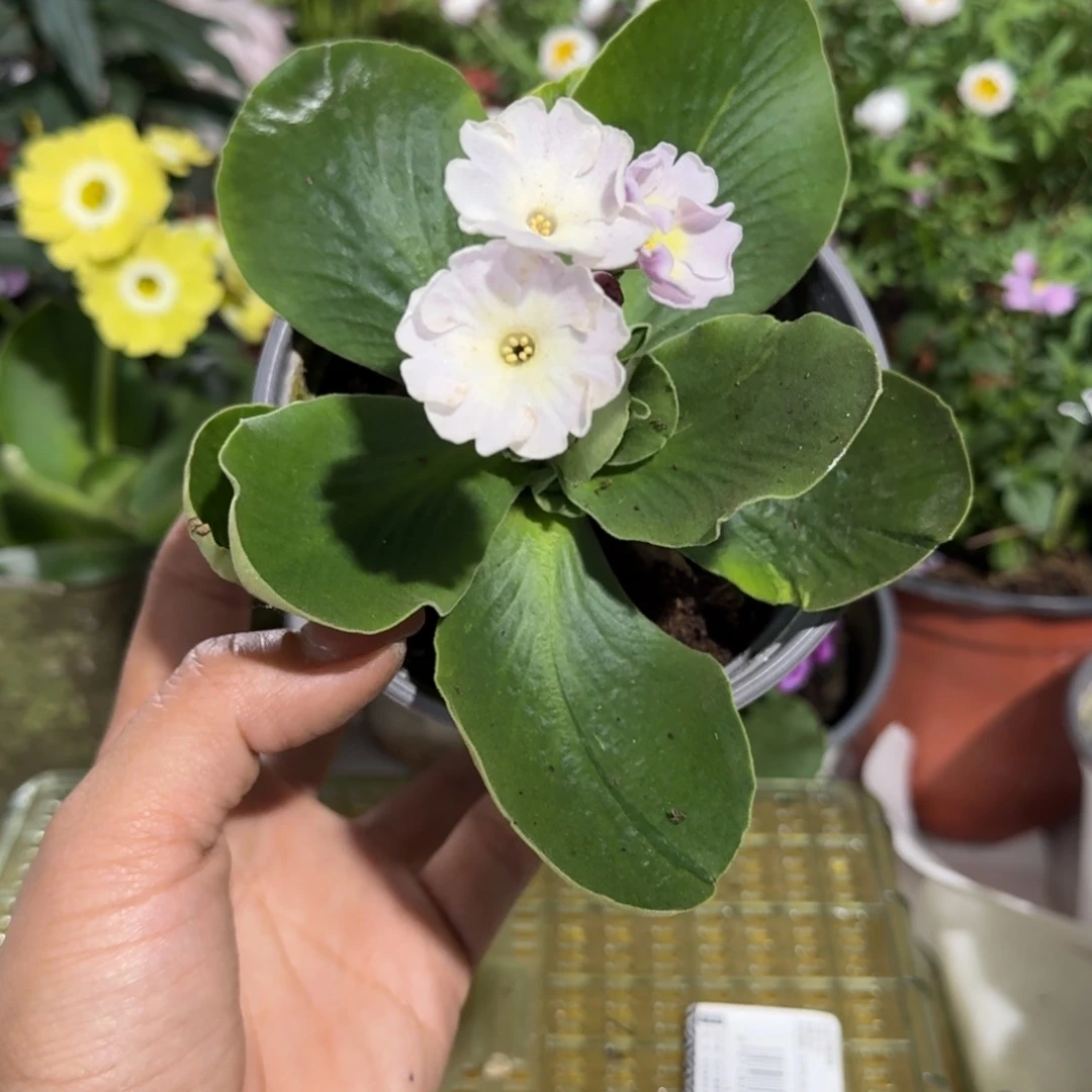 一物一拍耳叶报春A296