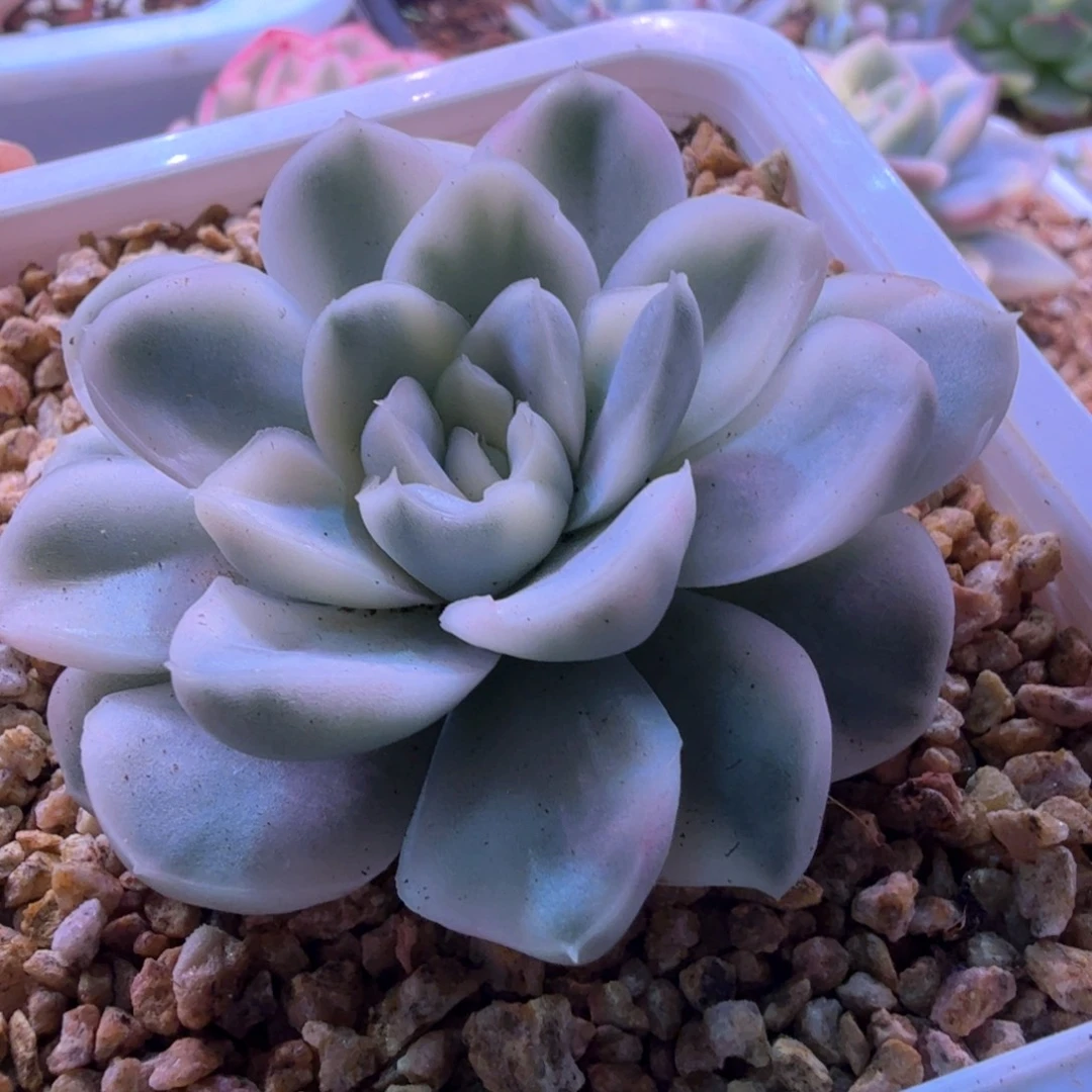 雪鸢锦 多肉植物锦