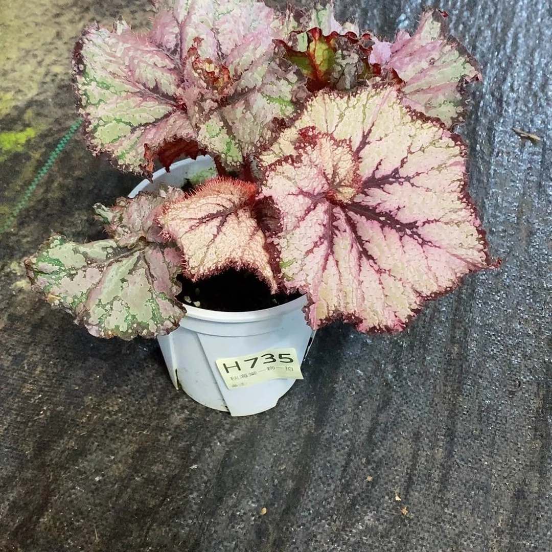 不开花植物谁***姐秋海棠735