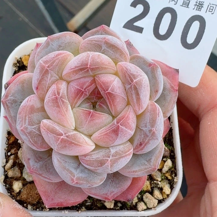 黛玉冰魄         精控精养多肉植物